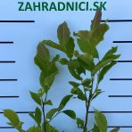 Magnólia hybridná (Magnolia hybrida) ´RICKI´ - výška 70-90 cm, kont. C3L (-24°C)